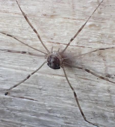 Leiobunum blackwallii